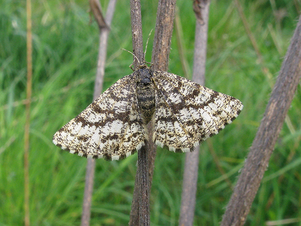 piadivka vresová Ematurga atomaria Linnaeus, 1758