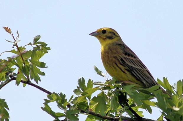 strnádka žltá  Emberiza citrinella