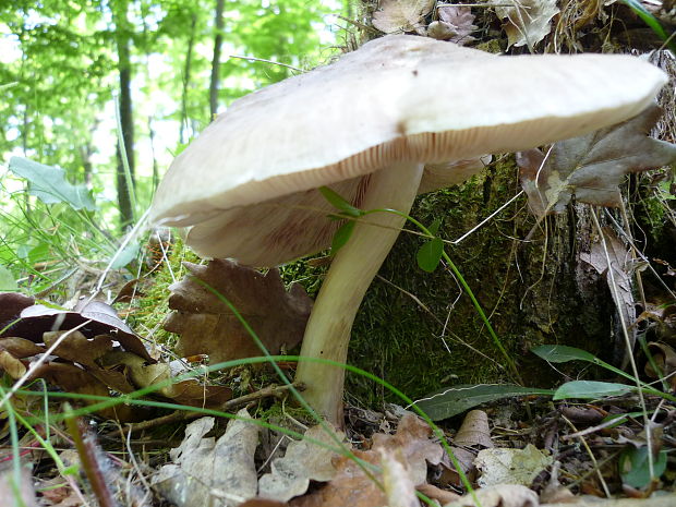 hodvábnica jarná? Entoloma clypeatum (L. ex Hook.) Kumm.