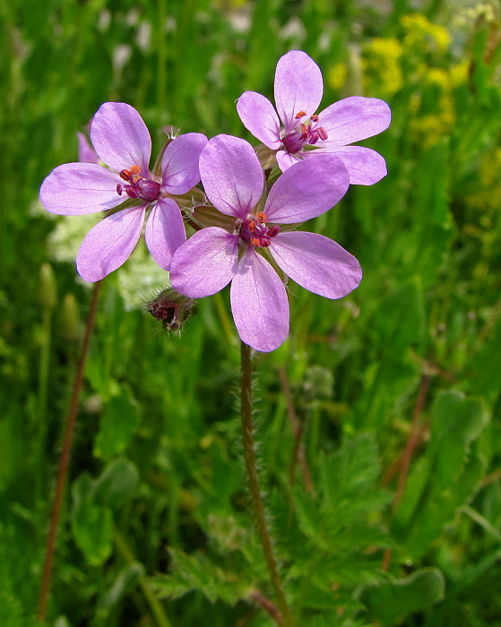 bociannik rozpukovitý Erodium cicutarium (L.) L