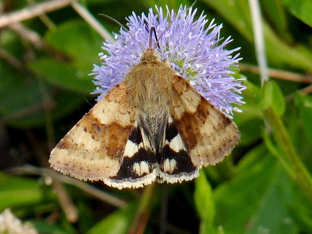 sivkavec štetkový Heliothis viriplaca