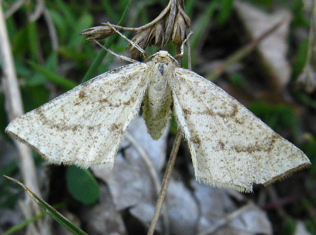 listnatka kručinková Hypoxystis pluviaria