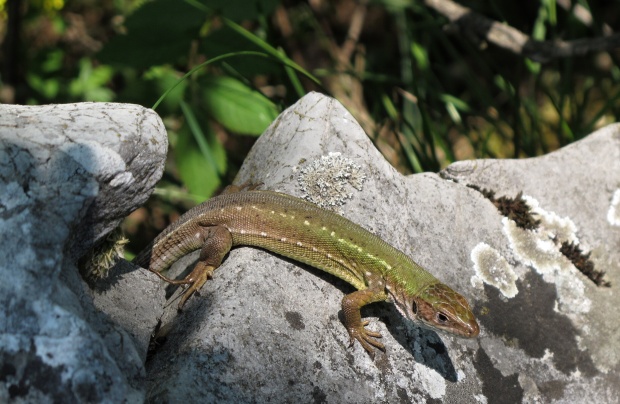 jašterica krátkohlavá Lacerta agilis agilis