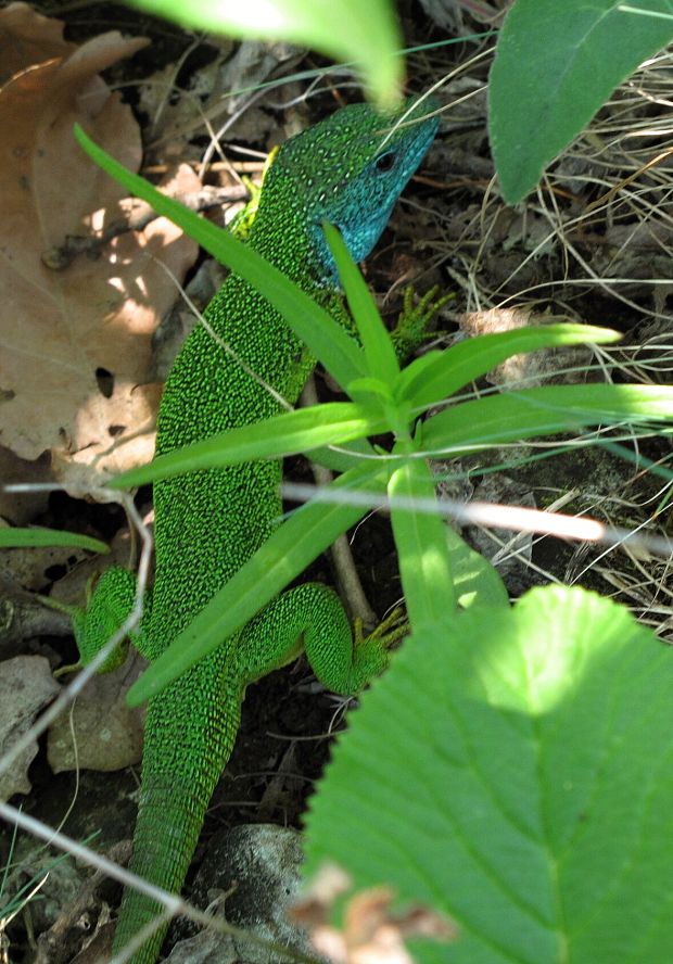 jašterica zelená Lacerta viridis