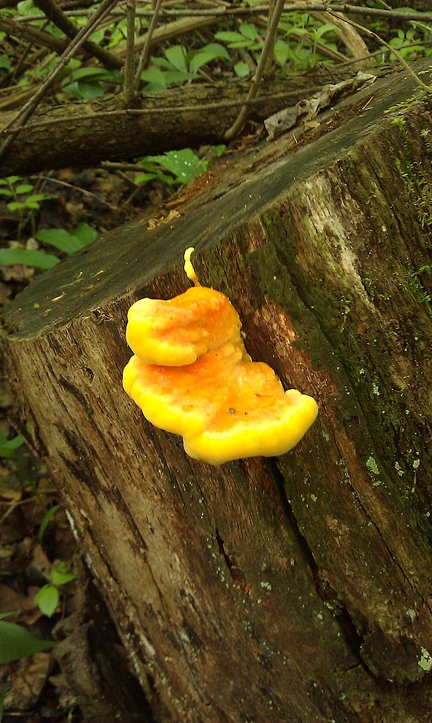 sírovec obyčajný Laetiporus sulphureus (Bull.) Murrill