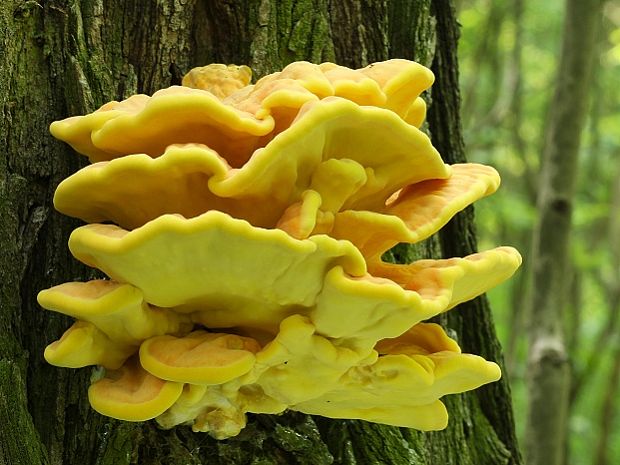 sírovec obyčajný Laetiporus sulphureus (Bull.) Murrill