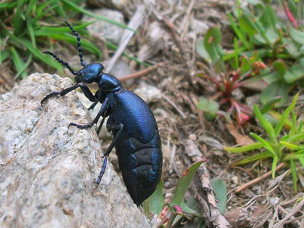 májka obyčajná  Meloe proscarabaeus