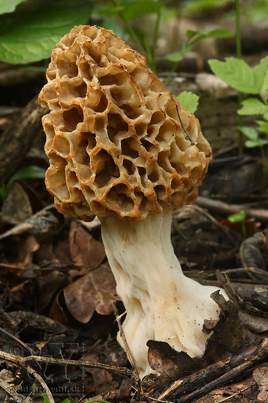 smrčok jedlý Morchella esculenta (L.) Pers.