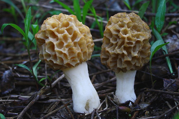 smrčok jedlý Morchella esculenta (L.) Pers.