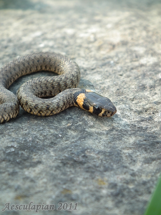 užovka obojková Natrix natrix