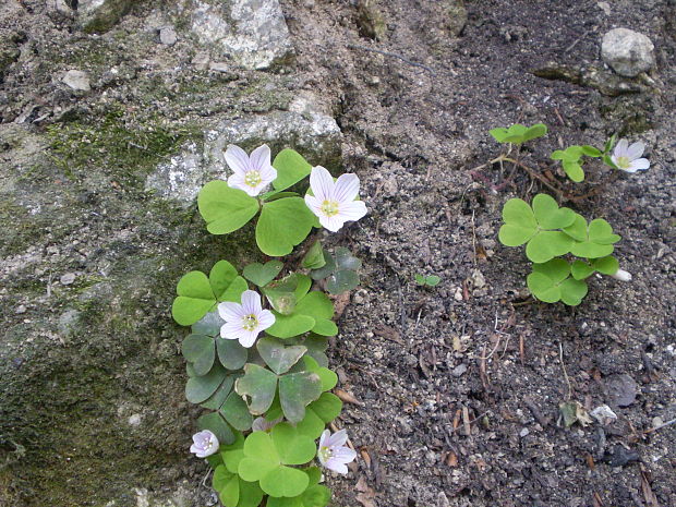 kyslička obyčajná Oxalis acetosella L.