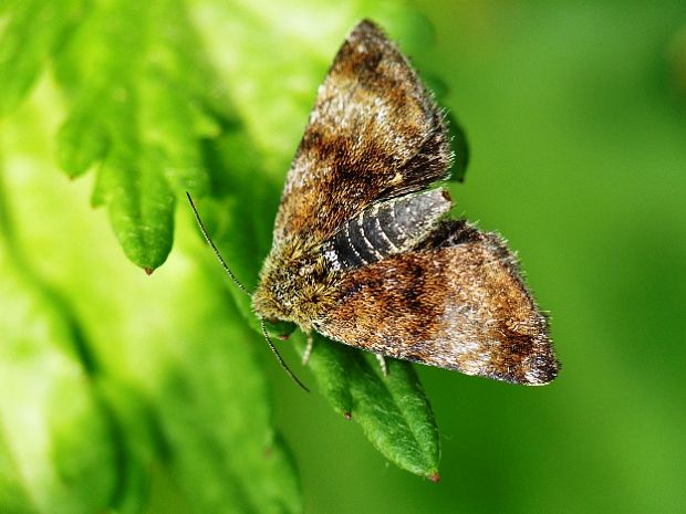 sivkavec rožcový Panemeria tenebrata