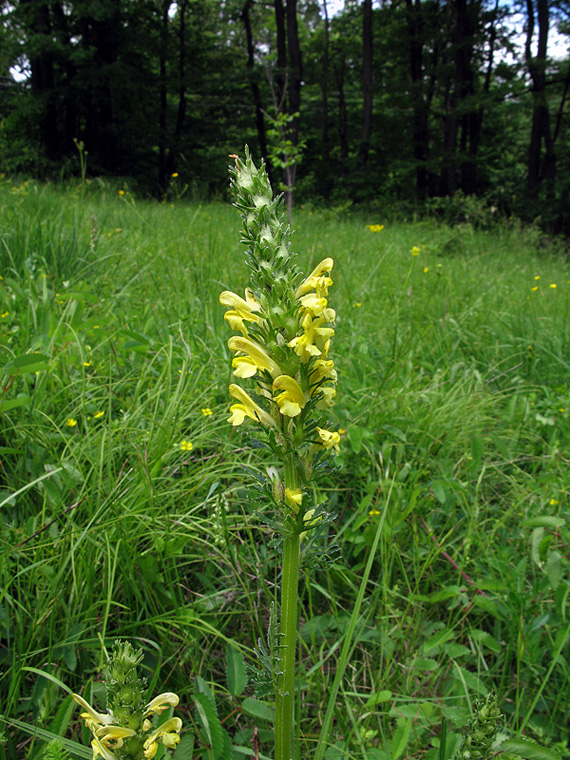 všivec Pedicularis leucodon L.