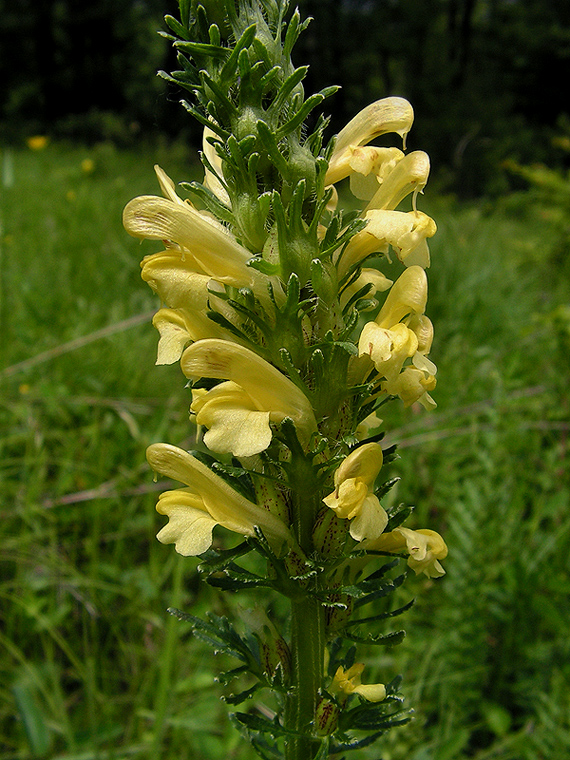 všivec Pedicularis leucodon L.