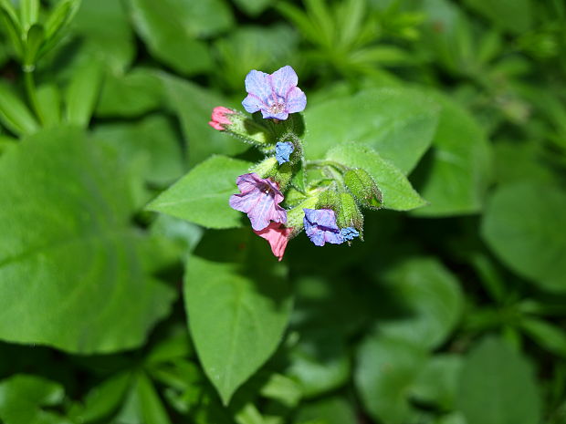 pľúcnik mäkký Pulmonaria mollis Wulfen ex Hornem.