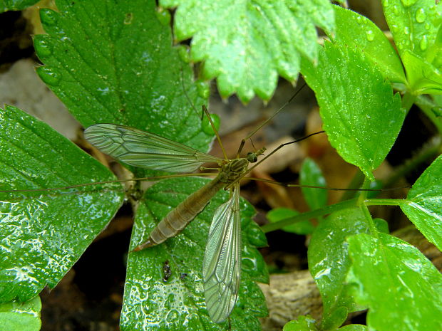 tipula Tipula sp.