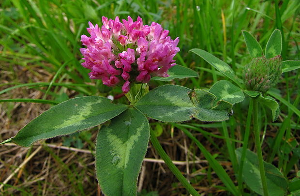 ďatelina lúčna Trifolium pratense L.