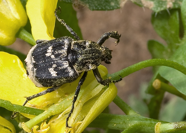 zlatoň Valgus hemipterus