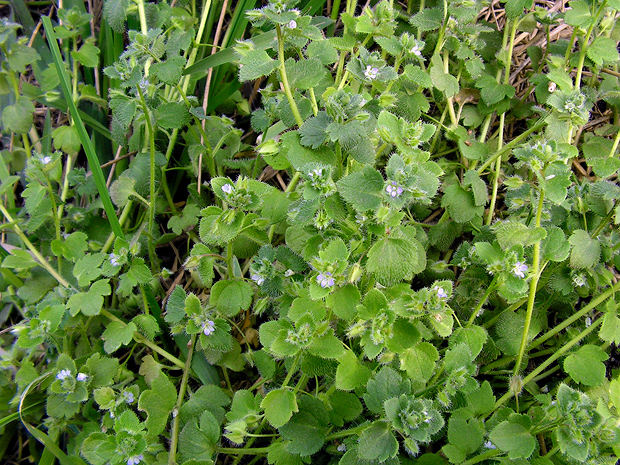 veronika brečtanolistá Veronica hederifolia L.