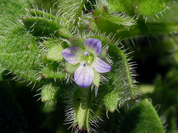 veronika brečtanolistá Veronica hederifolia L.