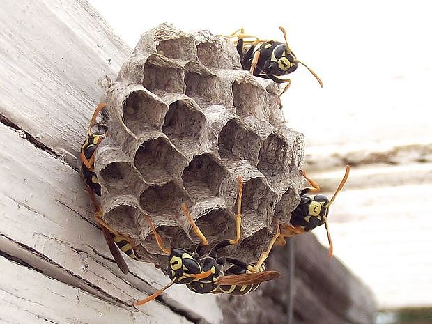 osa útočná  Vespula germanica