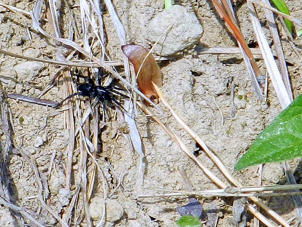 pavúk Zelotes subterraneus
