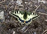 vidlochvost feniklovy (Papilio machaon)