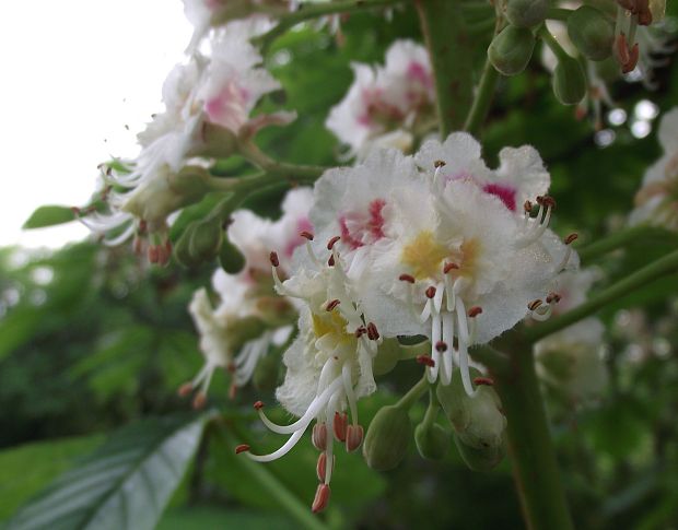 pagaštan konský Aesculus hippocastanum L.