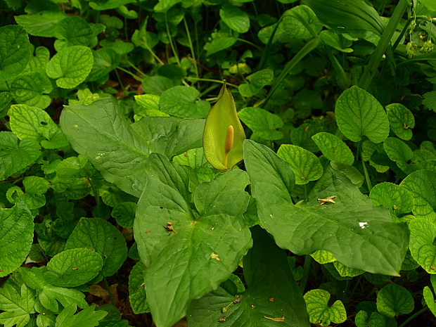 áron alpský Arum alpinum Schott et Kotschy