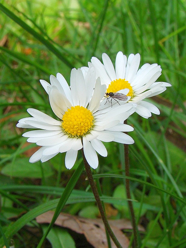 sedmokráska obyčajná Bellis perennis L.