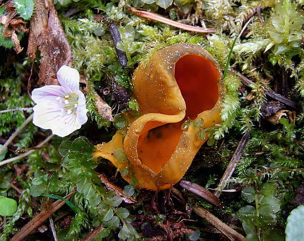 pohárovka ohnivá Caloscypha fulgens (Pers.) Boud.