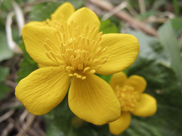 záružlie močiarne horské Caltha palustris subsp. laeta (Schott, Nyman et Kotschy) Hegi