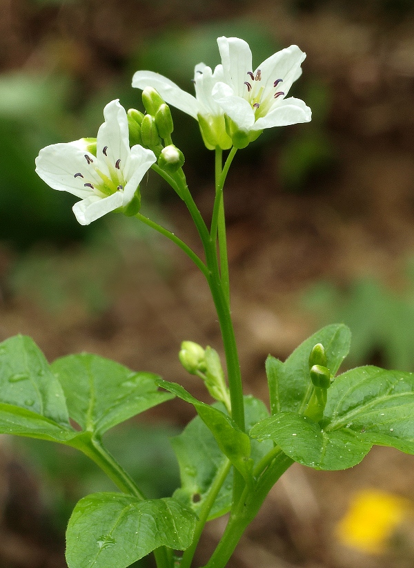 žerušnica horká Cardamine amara L.