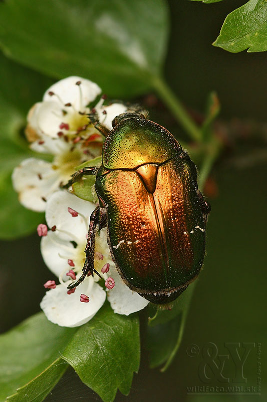 zlatoň obyčajný Cetonia aurata