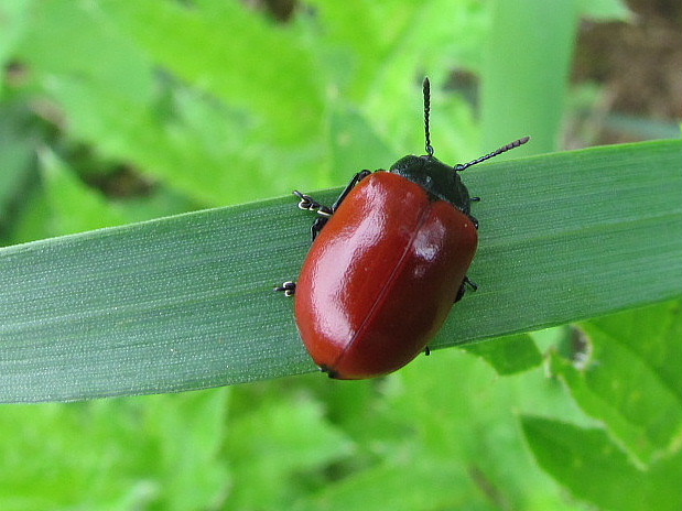 liskavka topoľova Chrysomela populi