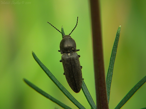 kováčik Cidnopus pilosus