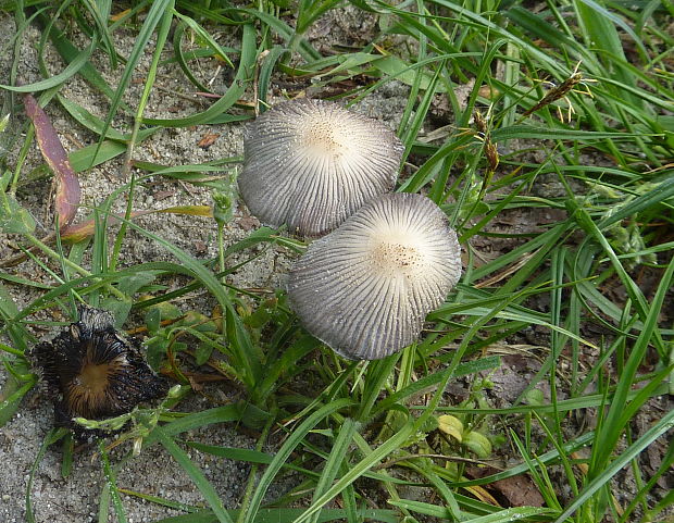 hnojník  Coprinellus sp.