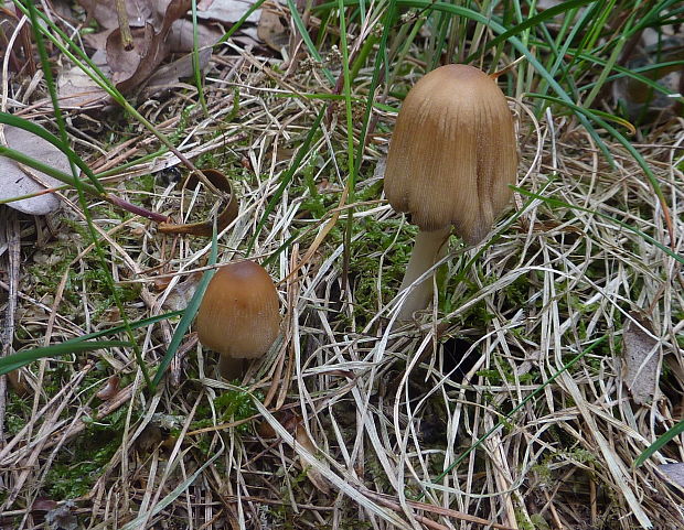 hnojník Coprinellus sp.