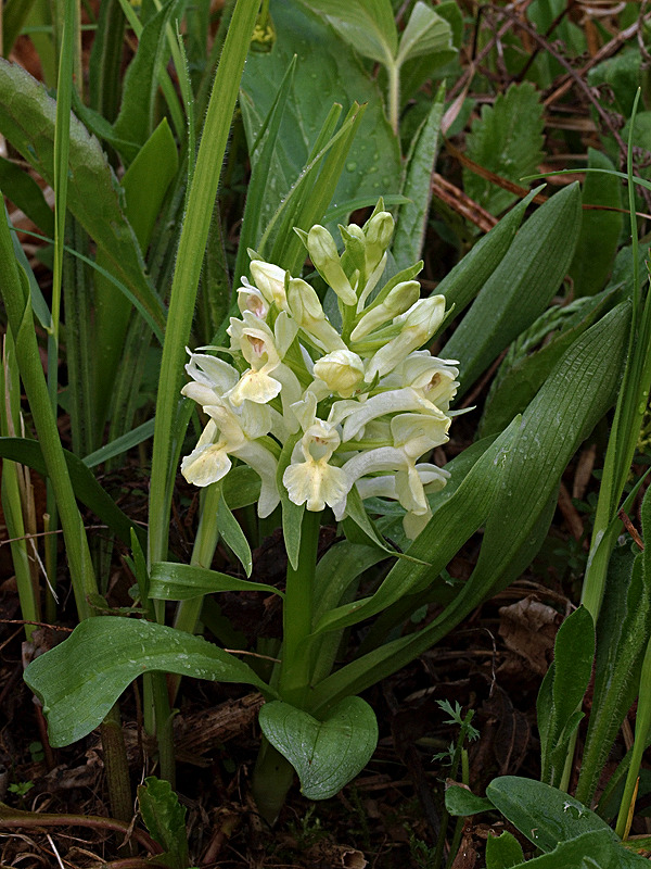 vstavačovec bazový Dactylorhiza sambucina (L.) Soó