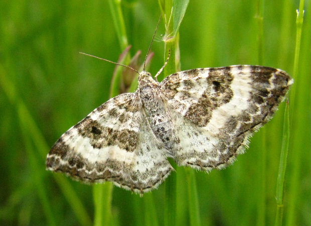 piadivka obyčajna Epirrhoe alternata