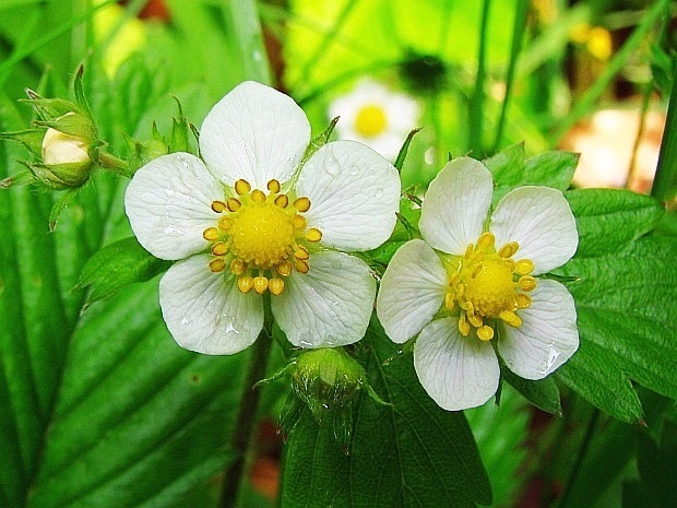 jahoda obyčajná Fragaria vesca L.