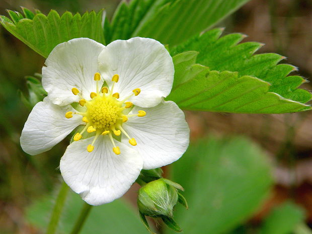 jahoda trávnicová Fragaria viridis (Duchesne) Weston