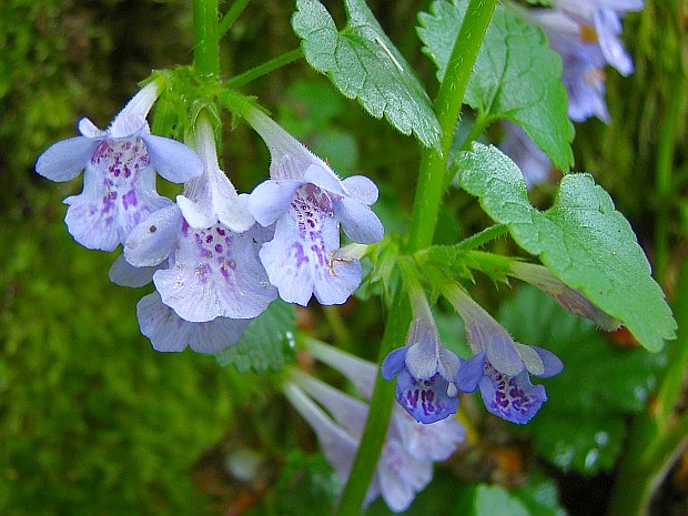 zádušník brečtanovitý Glechoma hederacea L.