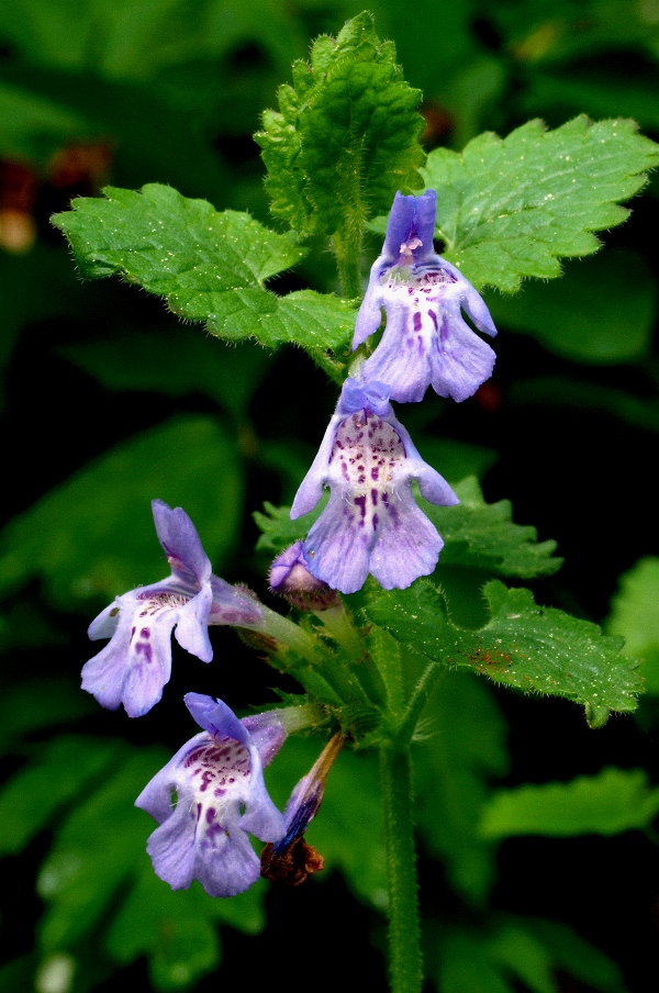 zádušník brečtanovitý Glechoma hederacea L.