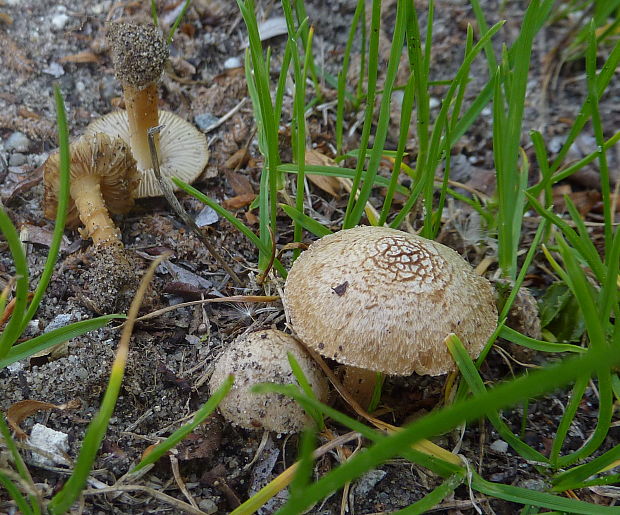 vláknica čiapočková Inocybe inodora? Velen.