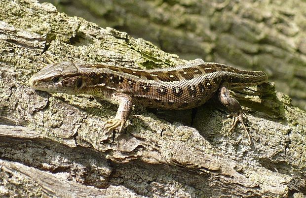 jašterica krátkohlavá Lacerta agilis