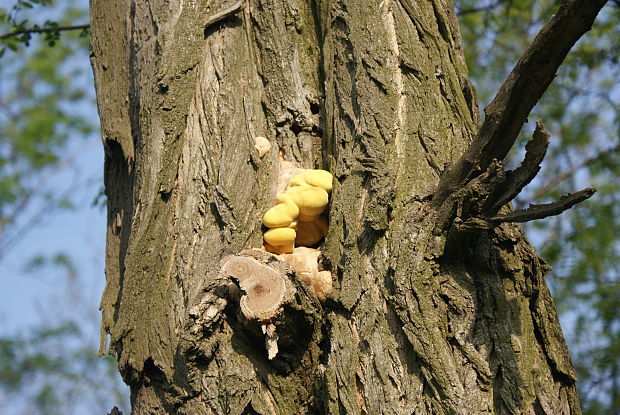 sírovec obyčajný Laetiporus sulphureus (Bull.) Murrill