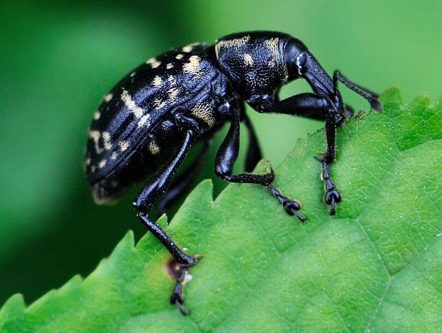 tvrdoň deväťsilový Liparus glabrirostris