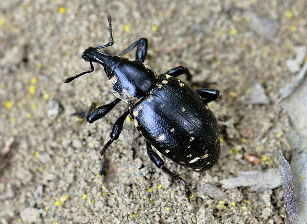 tvrdoň deväťsilový Liparus glabrirostris