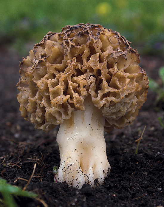 smrčok hrubohlúbikový Morchella crassipes (Vent.) Pers.